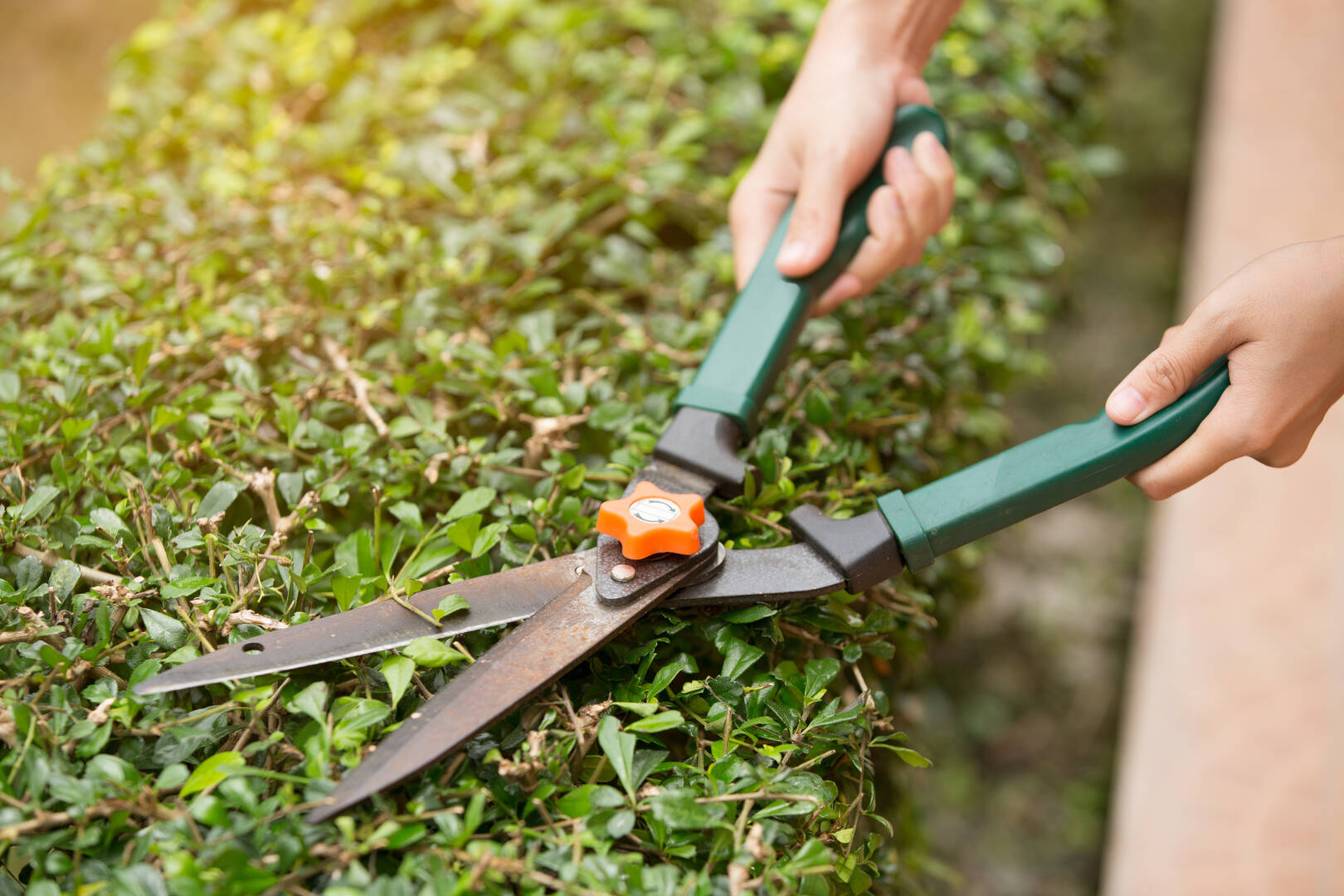 Pest Control Newport OR – pest control services