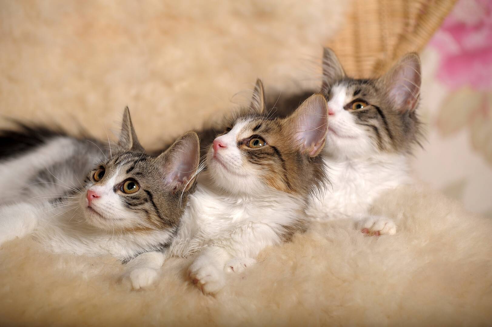 Pet Hospital Las Vegas NV